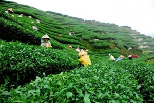 tea-garden_3803