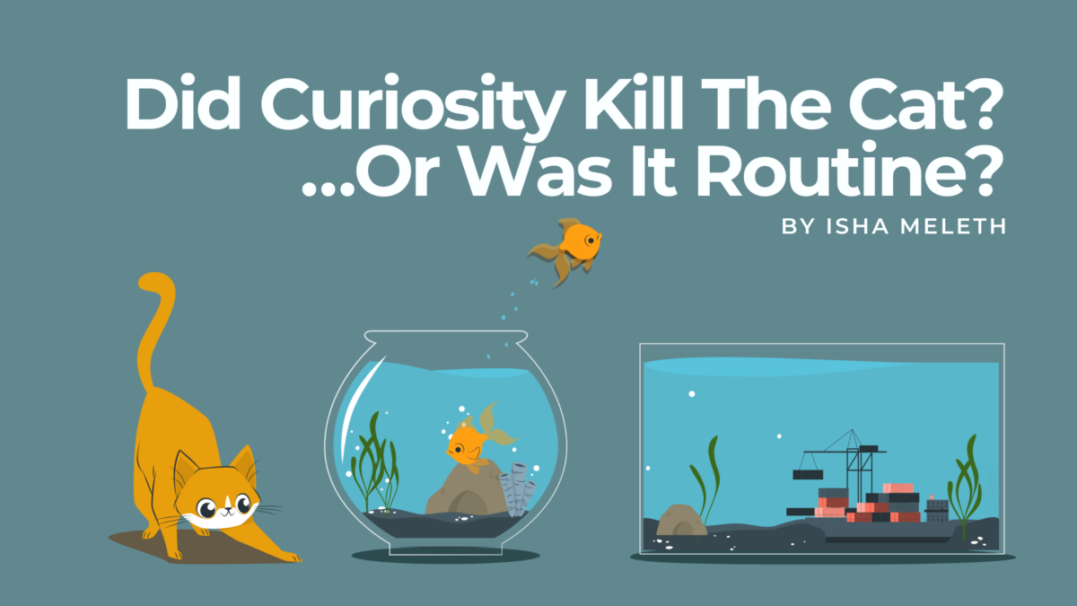 didcuriositykillthecatorroutine
